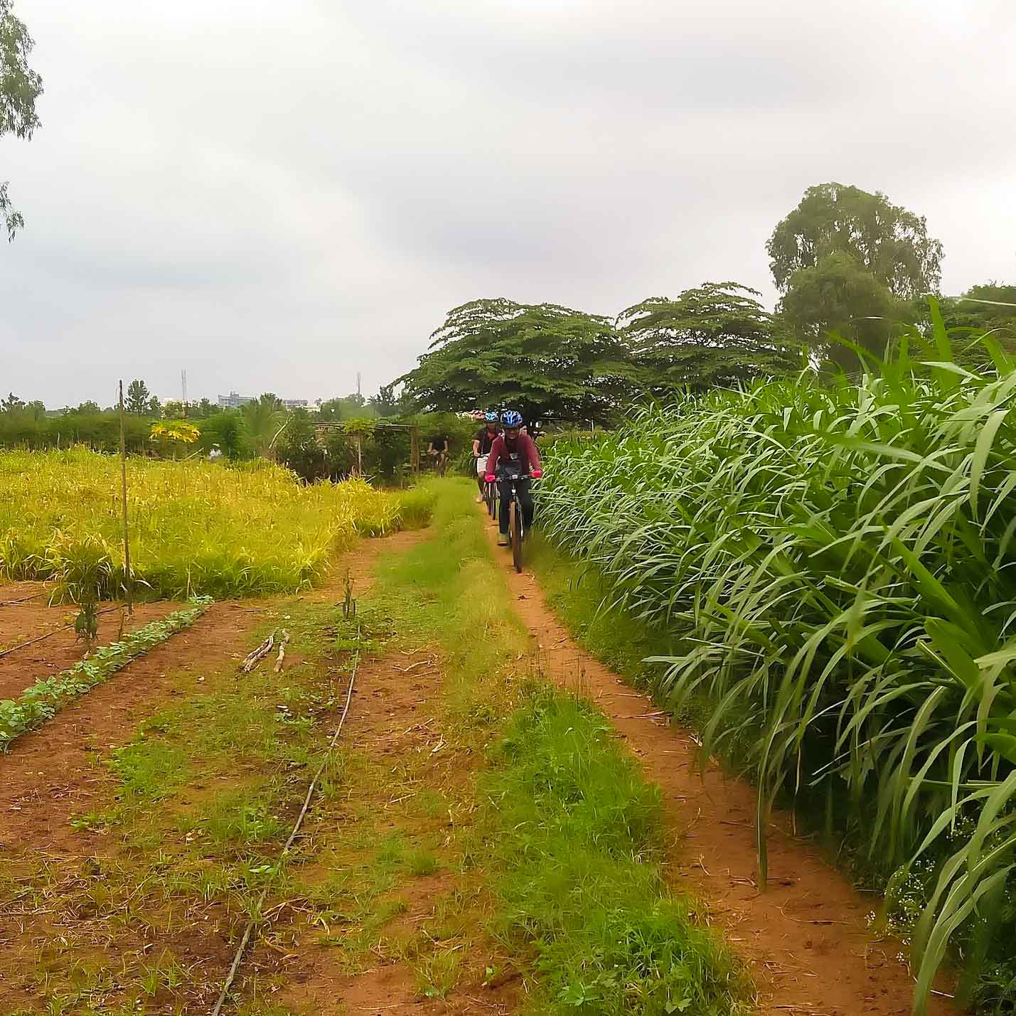 Ride through lush, scenic routes in the verdant countryside. 